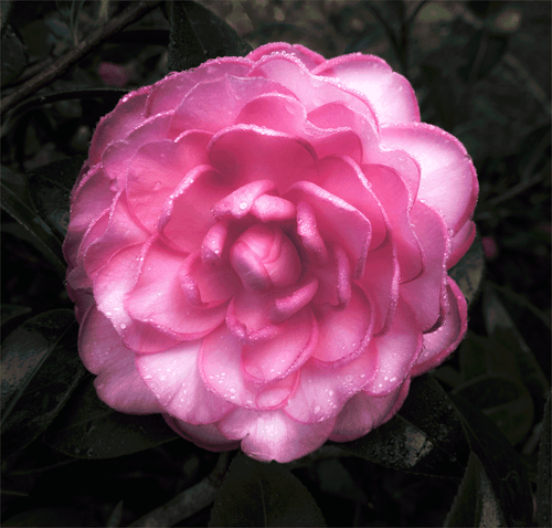 Camellia by Julia Preminger