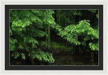 Hemlock Forest - Framed Print
