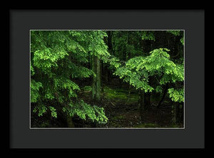 Hemlock Forest - Framed Print